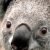 Profile picture of Ion Urrea